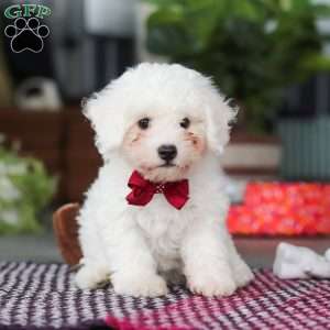 Nick, Bichon Frise Puppy